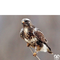 گونه سارگپه پرپا Rough-legged Buzzard